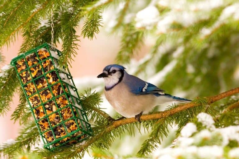 Why are Birds Not Coming to Feeder? Here are 29 Reasons Why! Birding Outdoors