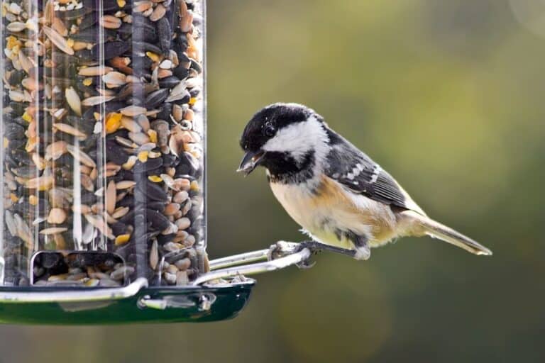 Why are Birds Not Coming to Feeder? Here are 29 Reasons Why!