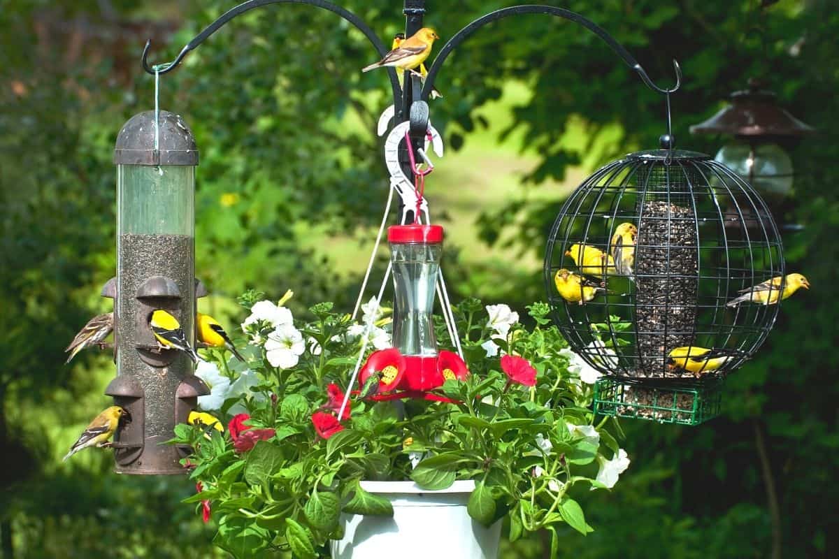 Why are Birds Not Coming to Feeder? Here are 29 Reasons Why! Birding