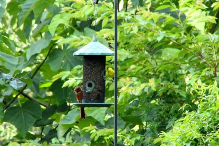 Why are Birds Not Coming to Feeder? Here are 29 Reasons Why! - Birding ...