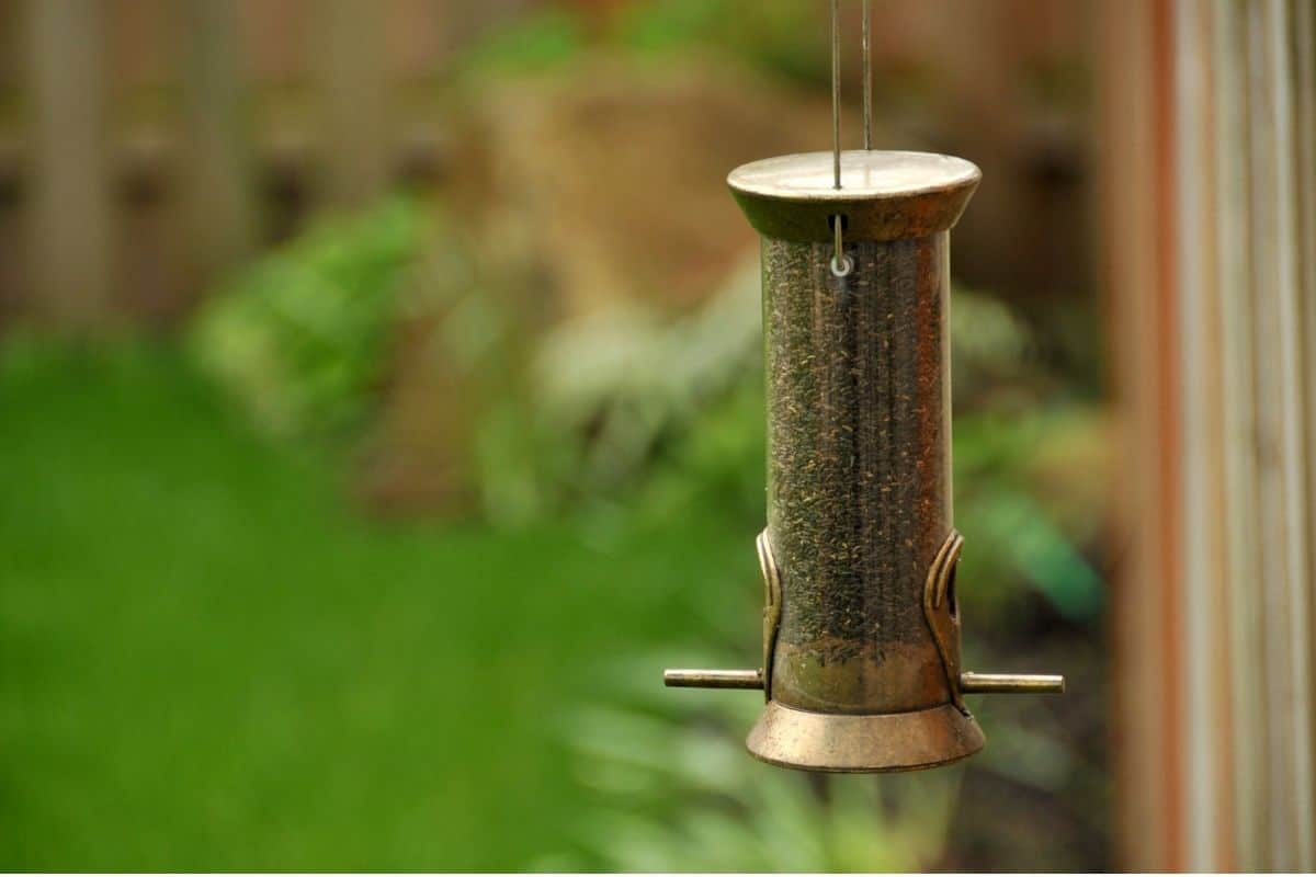 Why are Birds Not Coming to Feeder? Here are 29 Reasons Why! Birding