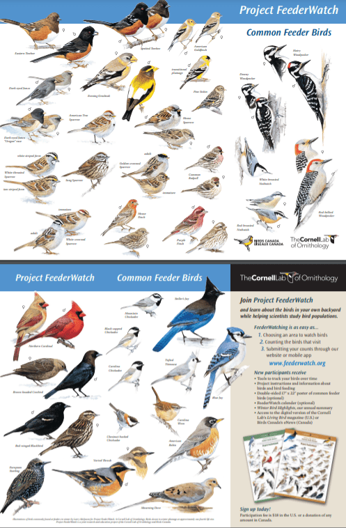 The colors on backyard birds may mean more than we think - FeederWatch