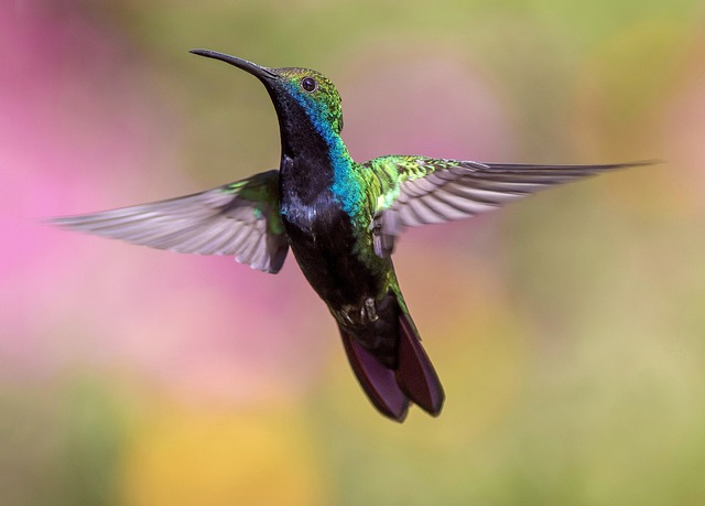  Hummingbird lifespans