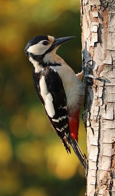 woodpecker lifespan