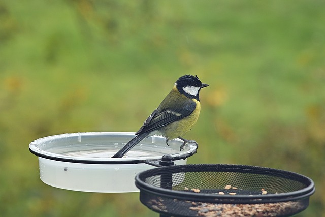 Best Location for Bird Bath (10 Things You MUST Know!)