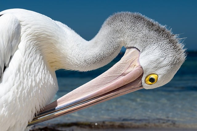 pelicans lifespan