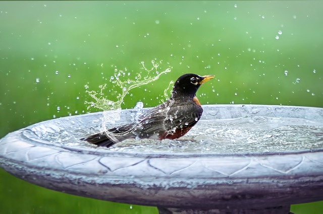 How To Clean A Bird Bath?