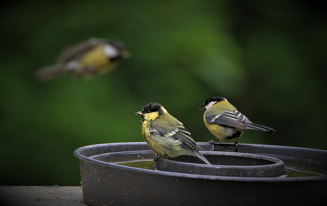 How To Clean A Bird Bath? (Full Explanation!)