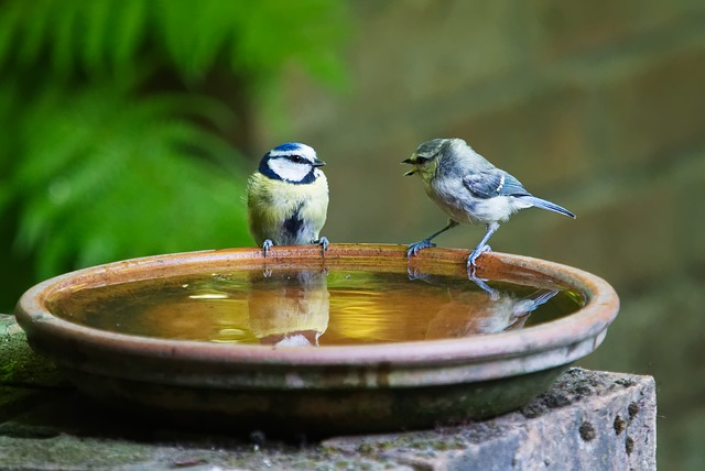 bird bath water