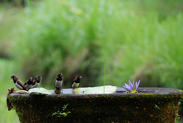 black and white bird Bali Indonesia Attracting Birds to Your Bird Bath stock pictures, royalty-free photos & images