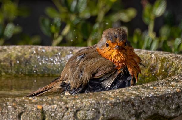 Small European robin bird perched in an old, cement bird bath in an outdoor setting A small European robin bird perched in an old, cement bird bath in an outdoor setting Greenery around the Bird Bath stock pictures, royalty-free photos & images