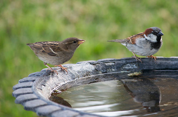 Two Birds at a Bath Two small birds sitting at a birdbath on a summer day.  Bird Bath stock pictures, royalty-free photos & images