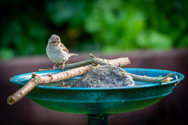 bird bath depends, spray bottle