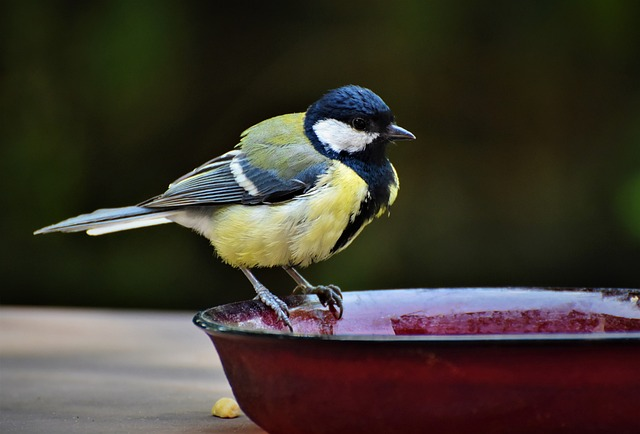 bird bath cleaning