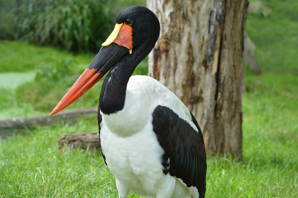 Bird, Beak, Orange, Plumage, White, Feathers, Zoo