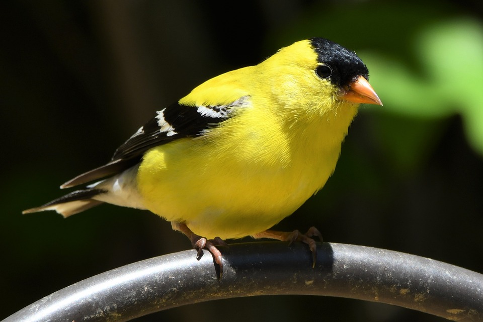 American Goldfinch, Finch, Bird, Songbird