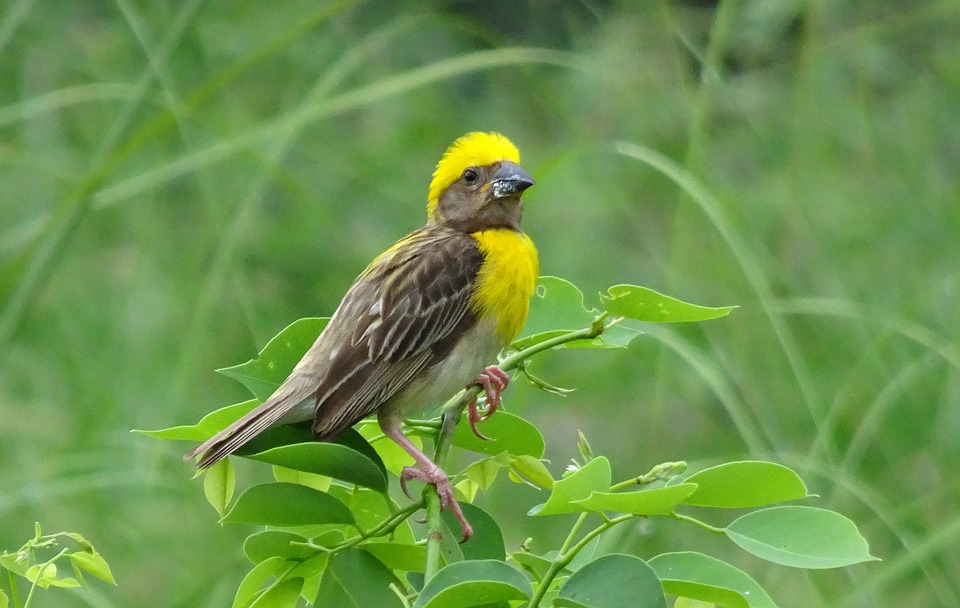Bird, Baya Weaver, Ploceus Philippinus, Weaverbird