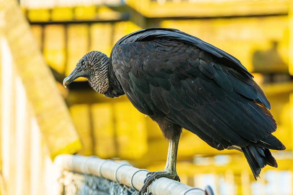 Black Vulture, Black Vulture Closeup, Vulture, Bird
