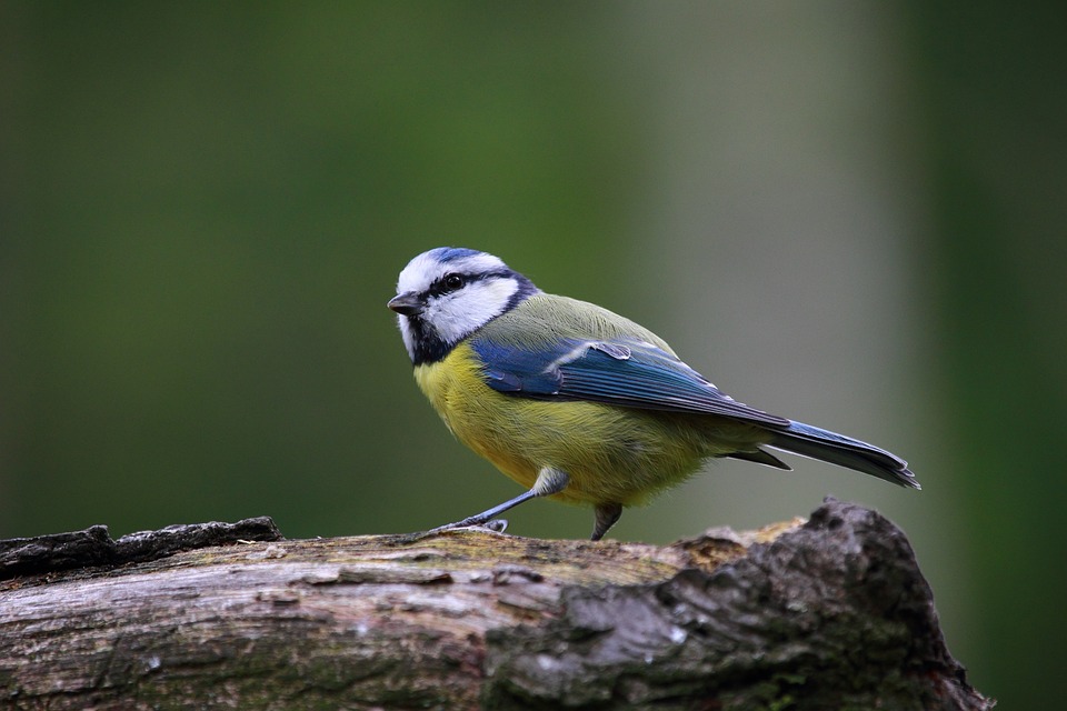 Blue Tit, Bird, Cute, Nature, Cute Animals, Wildlife