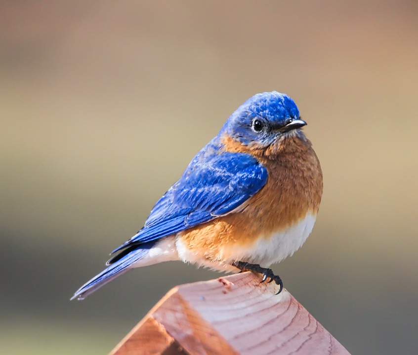 Bluebird, Eastern Bluebird, Bird, Avian, Nature