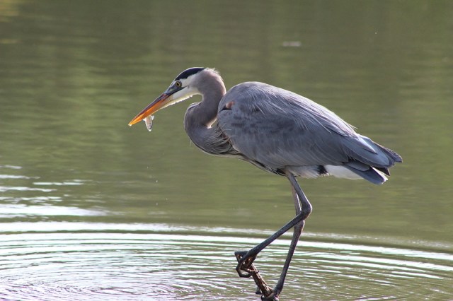 Great Blue Heron, Nature, Bird, Wildlife, Pond, Fish