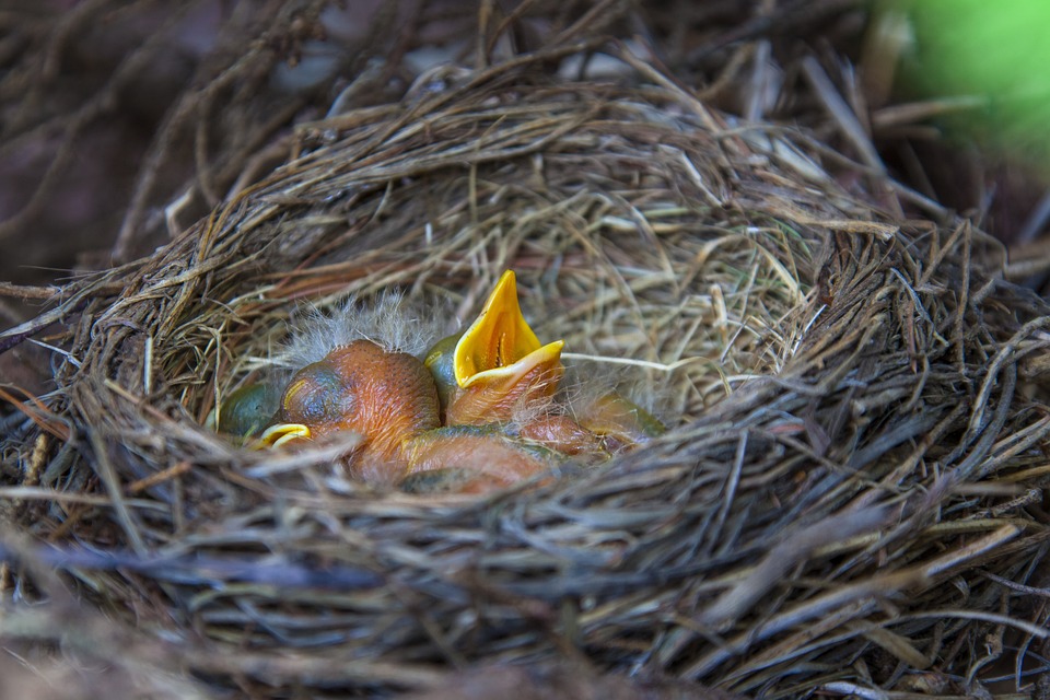 Hatchlings, Birds, Nest, Newborn Birds, Nestlings
