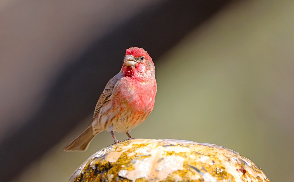 House Finch, Fountain, Bird, Perched, Perched Bird