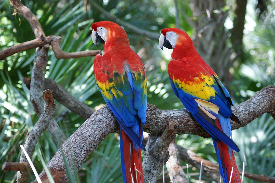 Macaw, Red, Parrot, Bird, Colorful, Big, Beak, Large