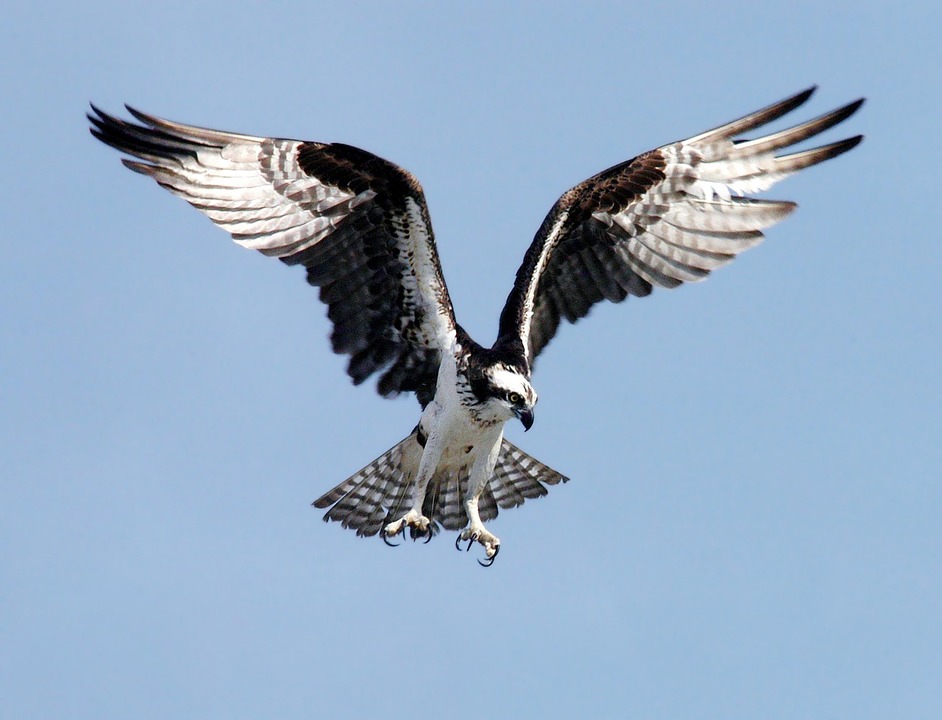 Osprey, Adler, Bird Of Prey, Raptor, Bird