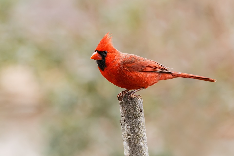 Red Bird, Northern Cardinal, Bird, Perched