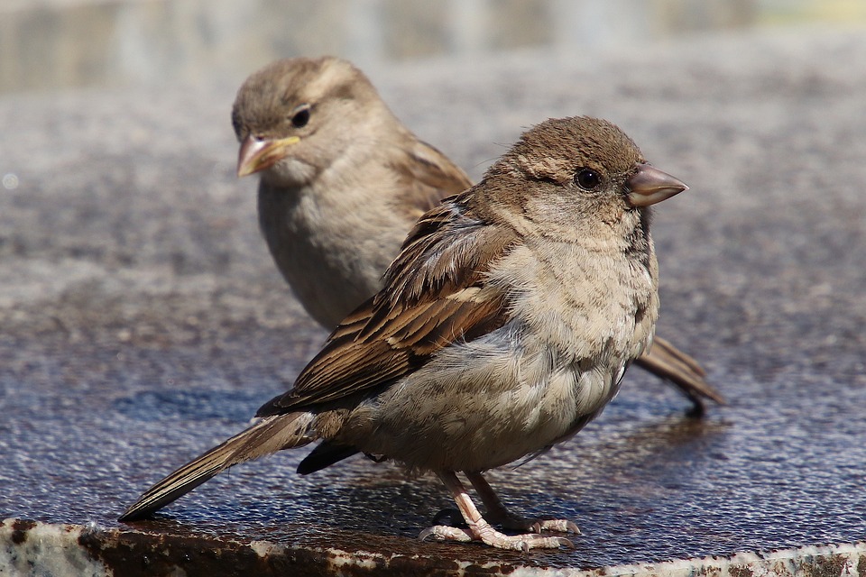 Sparrows, House Sparrow, Sperling, Bird, Animal, Water
