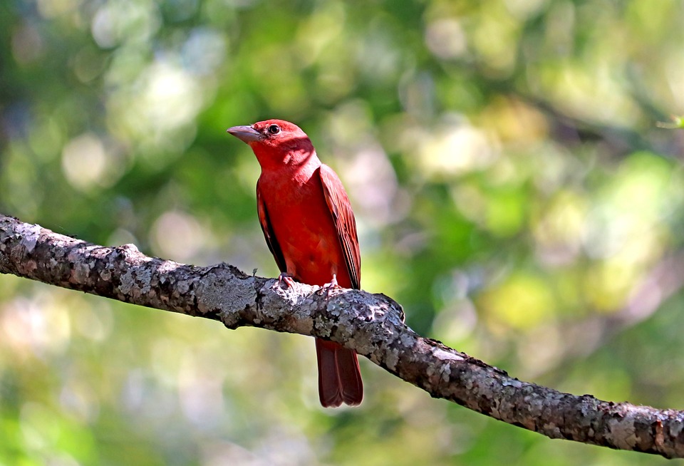 Summer Tanager, Red, Bird, Feathers, Plumage, Ave