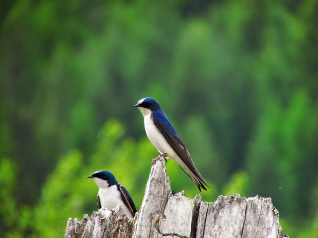 Tree Swallow, Swallow, Tree, Nest, Nature, Bird, Green