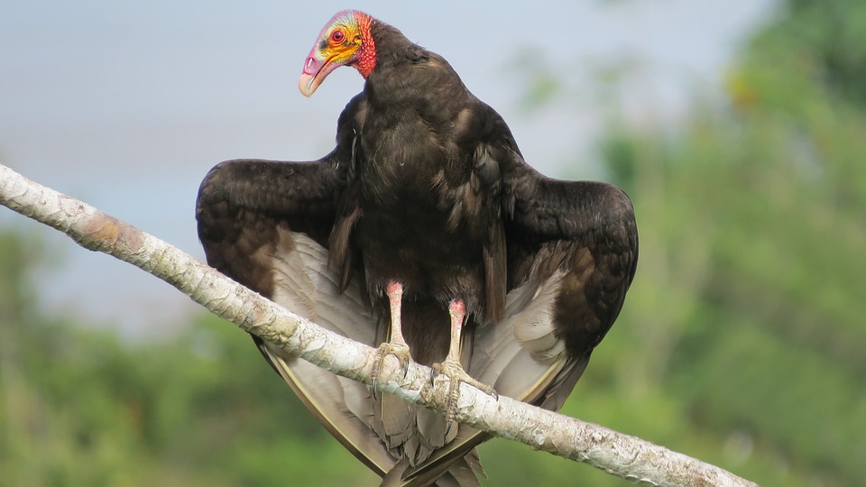 Turkey Vulture, New World Vultures, Raptor, Scavengers