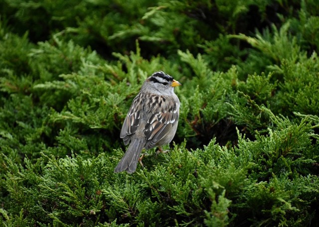 White-Crowned, Sparrow, Songbird, Backyard, Bird